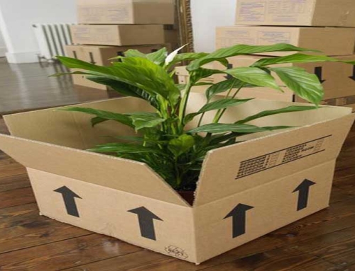 جابجایی گل در اسباب کشی